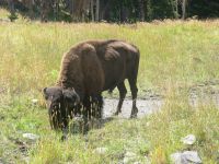 Yellowstone Bison